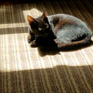 Meet your Posher, Joyce